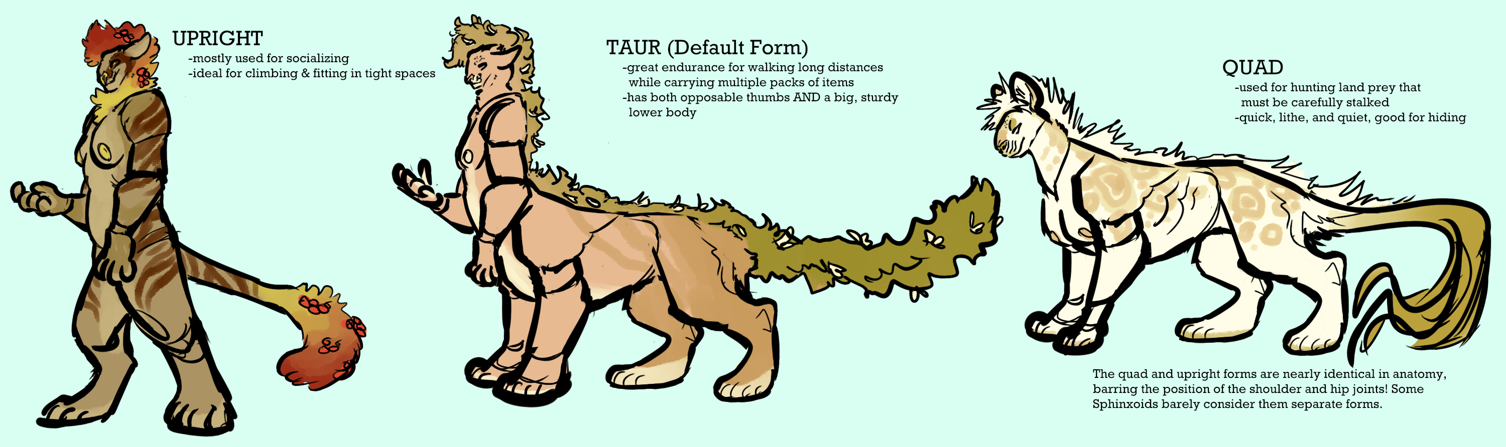 A drawing of Sphinxoids in their three different forms. Taur (default form): great endurance for walking long distances while carrying multiple packs of items. Has both opposable thumbs and a big, sturdy lower body. Upright form: mostly used for socializing, ideal for climbing and fitting in tight spaces. Quad form: used for hunting land prey that must be carefully stalked. Quick, lithe, and quiet, good for hiding.